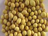 皖豆33