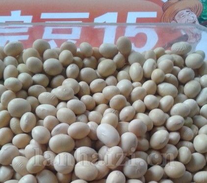 皖豆15