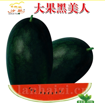 大果黑美人—西瓜种子