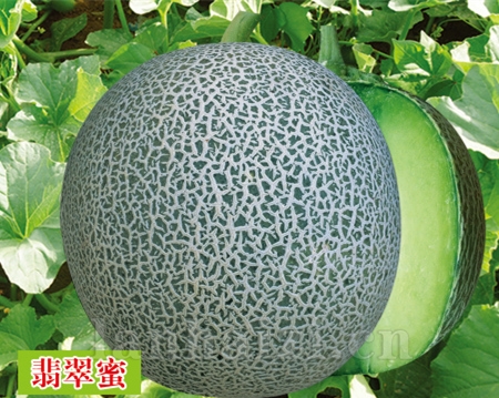 翡翠蜜—甜瓜种子