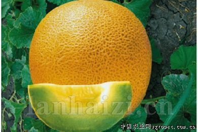 超早蜜—甜瓜种子