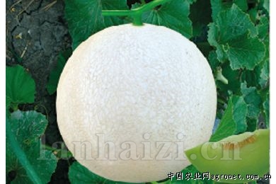 网纹白兰瓜—甜瓜种子