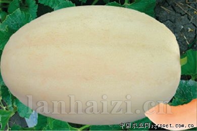 雪里红—甜瓜种子