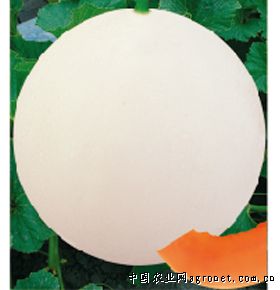 大银钻—甜瓜种子