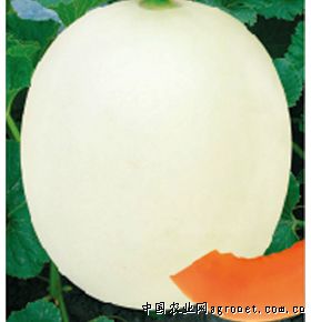 创科蜜五十五号—甜瓜种子