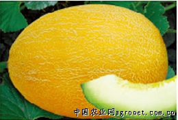 创科蜜十九号—甜瓜种子