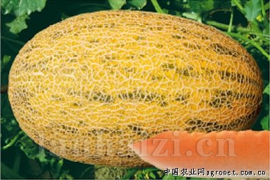 创科蜜十三号—甜瓜种子