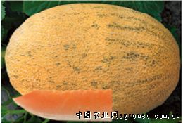 创科蜜十一号—甜瓜种子