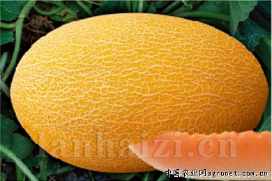 创科蜜三号—甜瓜种子