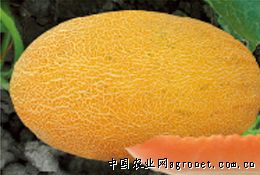 创科蜜二号—甜瓜种子