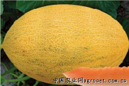 创科蜜一号—甜瓜种子
