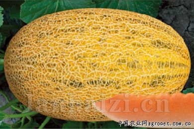 联创蜜—甜瓜种子