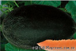 伽师瓜—甜瓜种子