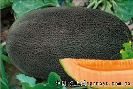杂交伽师瓜—甜瓜种子