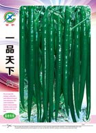 一品天下 ——线椒类