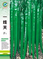一线天——线椒类
