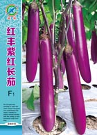 红丰紫红长茄 ——茄果类