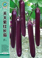 天大紫红长茄 ——茄果类