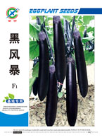 黑风暴——茄果类
