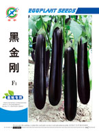 黑金刚——茄果类