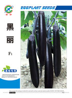 黑丽——茄果类