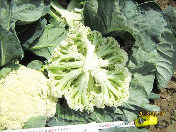 至尊70——花椰菜