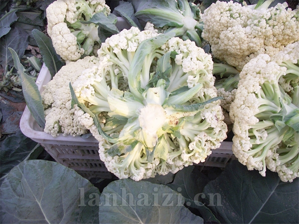 至尊65——花椰菜
