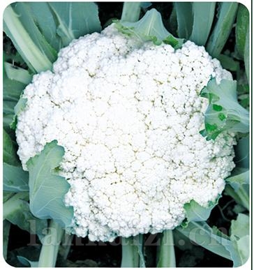 太美75——花椰菜