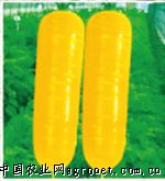 齐头黄—萝卜种子
