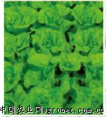 意大利生菜—莴苣种子
