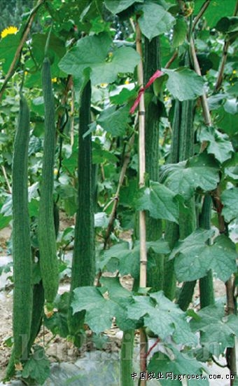 新育丝瓜2010—丝瓜种子
