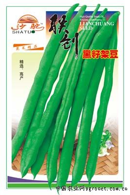 黑籽架豆—豇豆种子