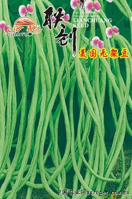 美国无架豆—豇豆种子