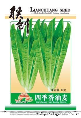 四季香油麦—油菜种子