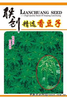 香豆子—菜豆种子