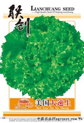 美国大速生菜—莴苣种子
