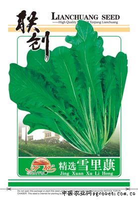 雪里蕻—芥菜种子