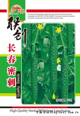 长春密刺—黄瓜种子