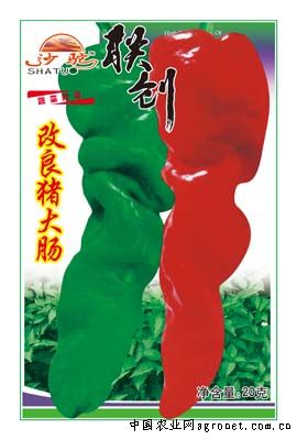 改良猪大肠—辣椒种子