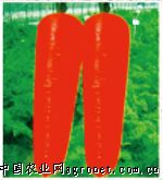 应三红七寸参—萝卜种子