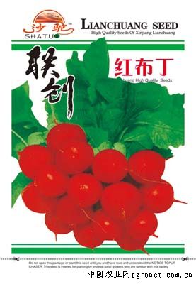 红布丁—萝卜种子