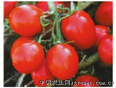 新育87-5—番茄种子