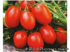 新育98-1—番茄种子