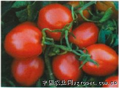 新育2008—番茄种子