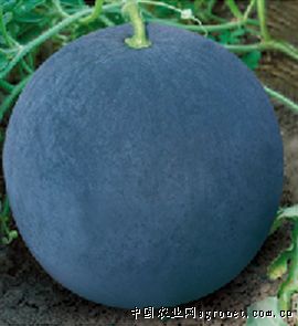 黑皮王子—西瓜种子