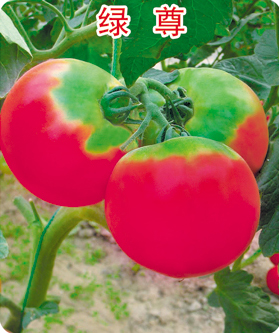 绿优特——番茄
