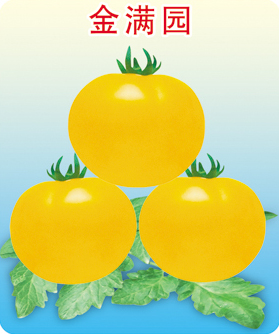 金满园——番茄