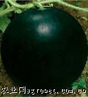 墨玉—西瓜种子