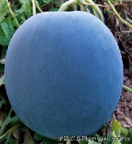 黑虎—西瓜种子