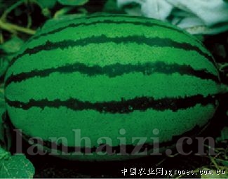 联创冠龙王—西瓜种子